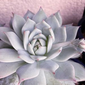 ティッピー,多肉植物,エケベリア属,花芽,植物のある暮らしの画像