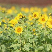 ヒマワリ,柿の木,田舎暮らし,ひまわり園,野鳥の画像