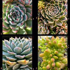 桃太郎,多肉植物,多肉寄せ植え,可愛い,元気！の画像