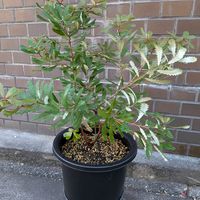 バンクシア,ヘアピンバンクシア,ヘアピン　バンクシア,ヘアピン　バンクシア,バンクシア オブロンギフォリアの画像