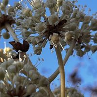 月美人,酔芙蓉, 富士山,ヤツデの花♡,スイート  アリッサムの画像