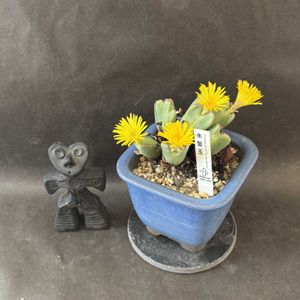 コノフィツム,多肉植物,多肉大好き,ミニ盆栽,コノフィツム属の画像