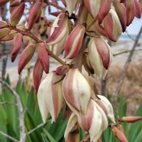 ユッカ,海辺のお花,お出かけ先の画像