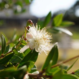 ギンバイカ,芝生,✨噴水⛲️✨,ハーブ,果実の画像