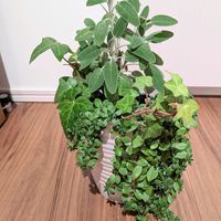 セージ,アイビー, ツルマンネングサ,寄せ植えの画像