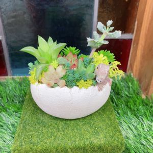 多肉植物,多肉植物寄せ植え,多肉大好き,多肉箱庭,恐竜の画像