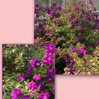 シコンノボタン,ニラ,秋色紫陽花（あきいろあじさい）,今日のお花,バラと夢CLUBの画像