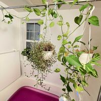 ブライダルベール,ポトス,happy♡,❤️癒されて,幸せにな〜る◡̈❁の画像