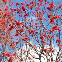 ナナカマドの画像