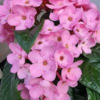 ルクリア,散歩道,花のある暮らし,淡いピンクのおはな,秋だよ～の画像