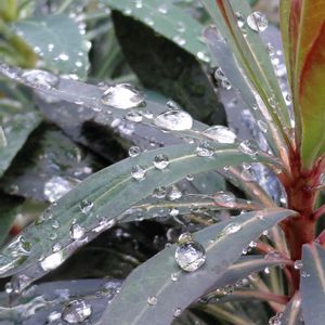 ユーフォルビア・ブラックバード,ユーフォルビア ブラックバード,ユーフォルビア ブラックバード,カラーリーフ,水滴の画像