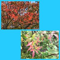 サクラ,モミジ,ユキヤナギの画像