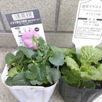 ビオラ,プリムラ マラコイデス,ビオラ きまぐれロージーの画像