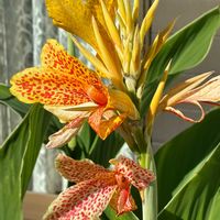 カンナ,災害時備蓄,手洗・うがい・マスク,ウクライナに平和を,庭の画像