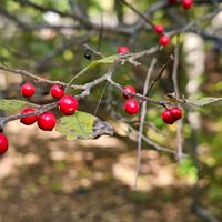 ウメモドキ,赤い実,植栽,平和を願う,豊橋総合動植物園　のんほいパークの画像