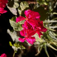 アイビーゼラニウムの画像