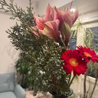 アマリリス,可愛い,成長記録,花のある暮らしの画像