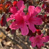 サツキ,道路脇,お花は癒し,花が好き❤,☆携帯撮影☆の画像