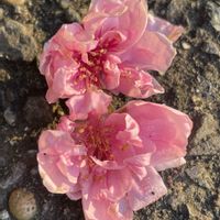 ハナモモ,お花は癒し,花が好き❤,☆携帯撮影☆,kakirikea木の画像