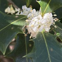 ヒイラギ,ヒイラギ,ミゾソバ,ミゾソバ,ユキヤナギの画像