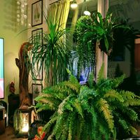 オオタニワタリ,ディスキディア,トックリラン,ネフロレピス,ディスキディア・エメラルドの画像