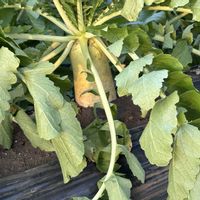 大根,カブ,ネギ,トウガラシの画像