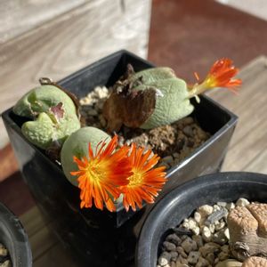 リトープス,コノフィツム 向陽門,放置栽培,神奈川県,令月の多肉の画像