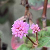 アサガオ,ヒメツルソバ,街ブラの画像