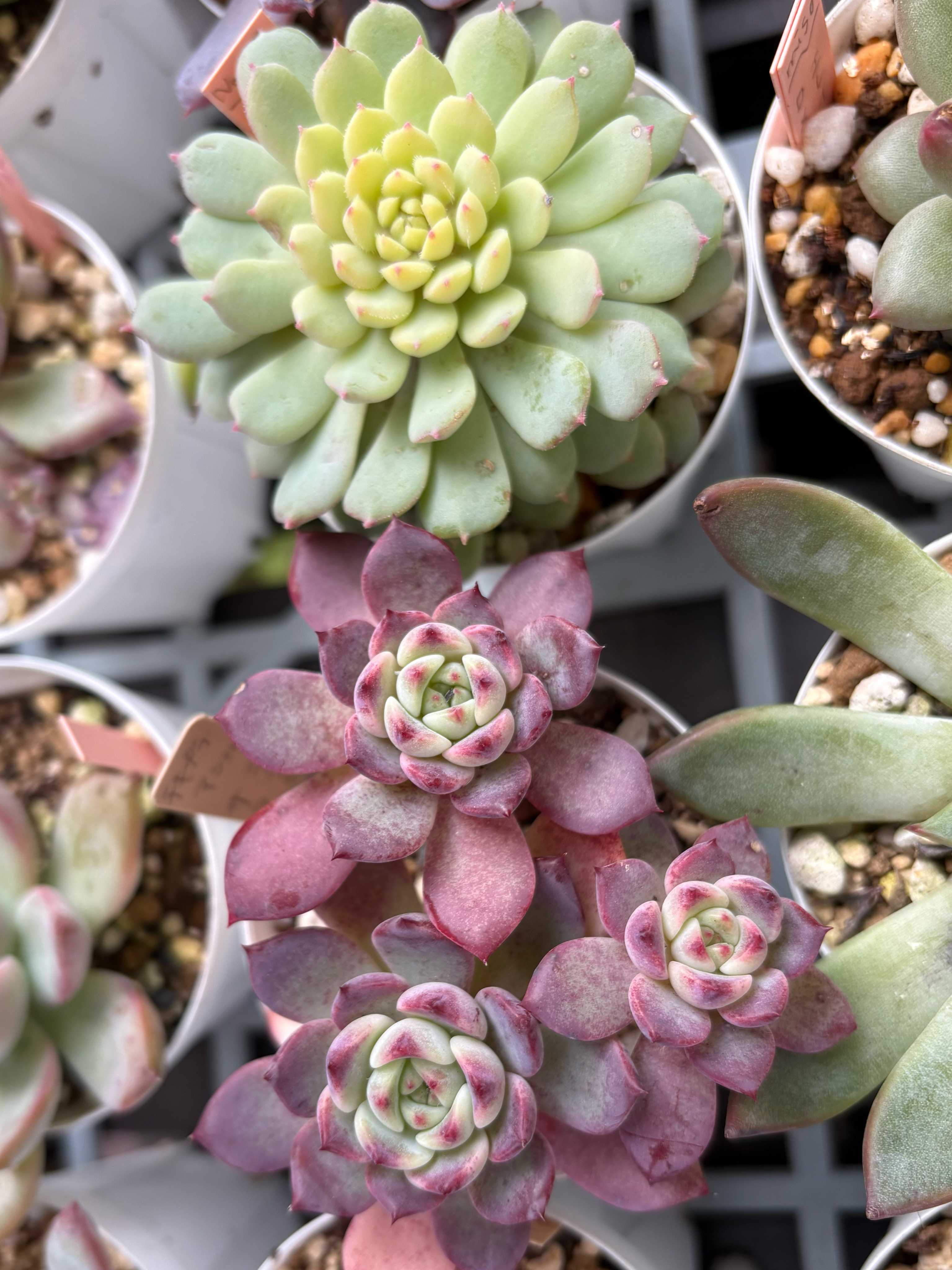 多肉アンの一覧｜🍀GreenSnap（グリーンスナップ）