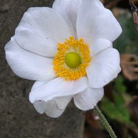 シュウメイギク,シュウメイギク,カシミアバイオレット,カシミアバイオレット,夕映えの画像