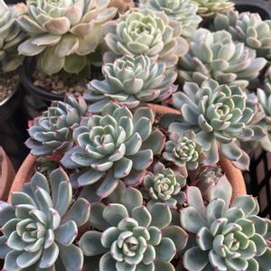 マッコス,マッコス,ハッピー,オウンスロー,七福美尼（しちふくびに）の画像