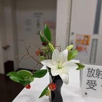 アセビ,アセビ,ガーベラ,キク,ケイトウの画像