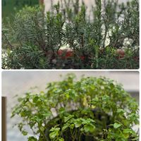 ミント,ミント,ローズマリー,ローズマリー,シカの画像