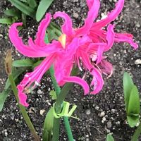 ネリネ,リコリスの画像