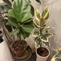 フィカス・アルテシマ,カシワバゴム,フィカス・ティネケ,フィカス ベンガレンシス,フィカス バーガンディの画像