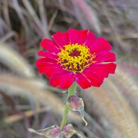 ヒャクニチソウ,お出かけ先の画像