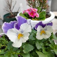 アネモネ,アリッサム,エリカ,キンギョソウ,パンジー マリアブルーオーシャンの画像