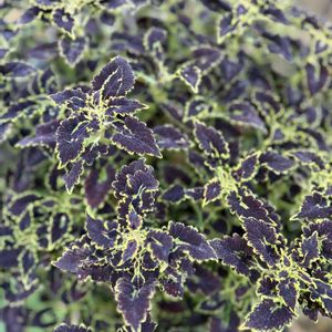 コリウス,ヒヤシンス,コリウス・ブラックマジック,植え替えの画像