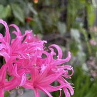 ネリネ,ヒガンバナ,スマホ撮影,今日のお花,今日も笑顔で♡の画像