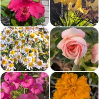 エンジェルストランペット,オキザリス,キク,ゼラニウム,ハイビスカスの画像