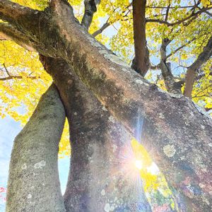 イチョウ,イチョウ,ムクロジ,ムクロジ,エノキの画像