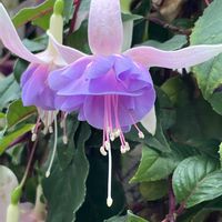 フクシア,フクシア,ピンクの花,花のある暮らし,旅行先の画像