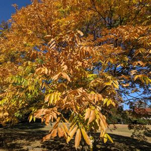 モミジ,紅葉,カエデ,イロハモミジ,ムクロジの画像
