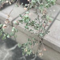 ピレア グラウカの画像