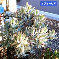 福娘,オフェリア,オフェリア　福娘,コチレドン属,植物男子ベランダーの画像