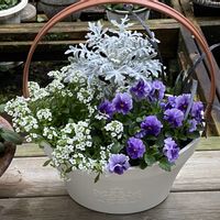 アリッサム,シロタエギク,コクリュウ（黒竜）,サントリービオラこんもりミルフル,寄せ植えの画像