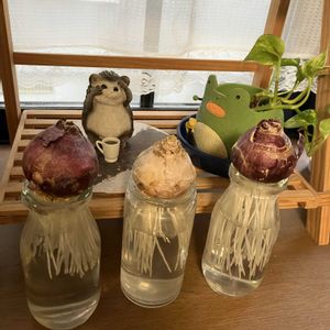 キク,リンゴ,ヒヤシンス 水耕栽培,ヒヤシンス 水耕栽培,クマコの画像