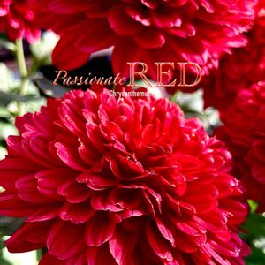 洋菊,ブーケ,花のある暮らし,緑のある暮らし,植物との暮らしの画像