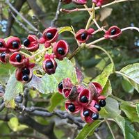シロダモ,ノアサガオ,ゴンズイの実の画像