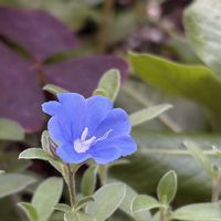 アメリカンブルー,プチダリア,アエオニウム 愛染錦,高砂芙蓉,種からの画像